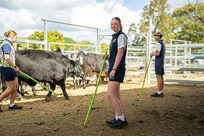 Cows in field with student